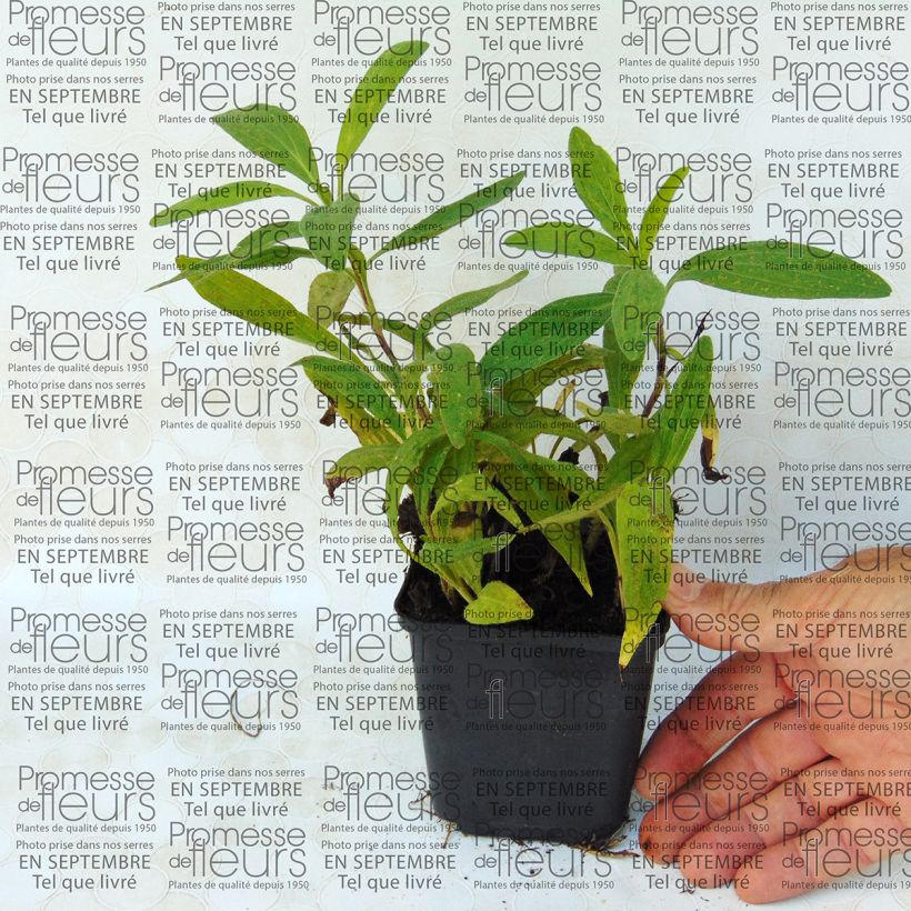 Exemplo de amostra de Arnica chamissonis - Arnica américaine Vaso de 8/9 cm tal como entregue