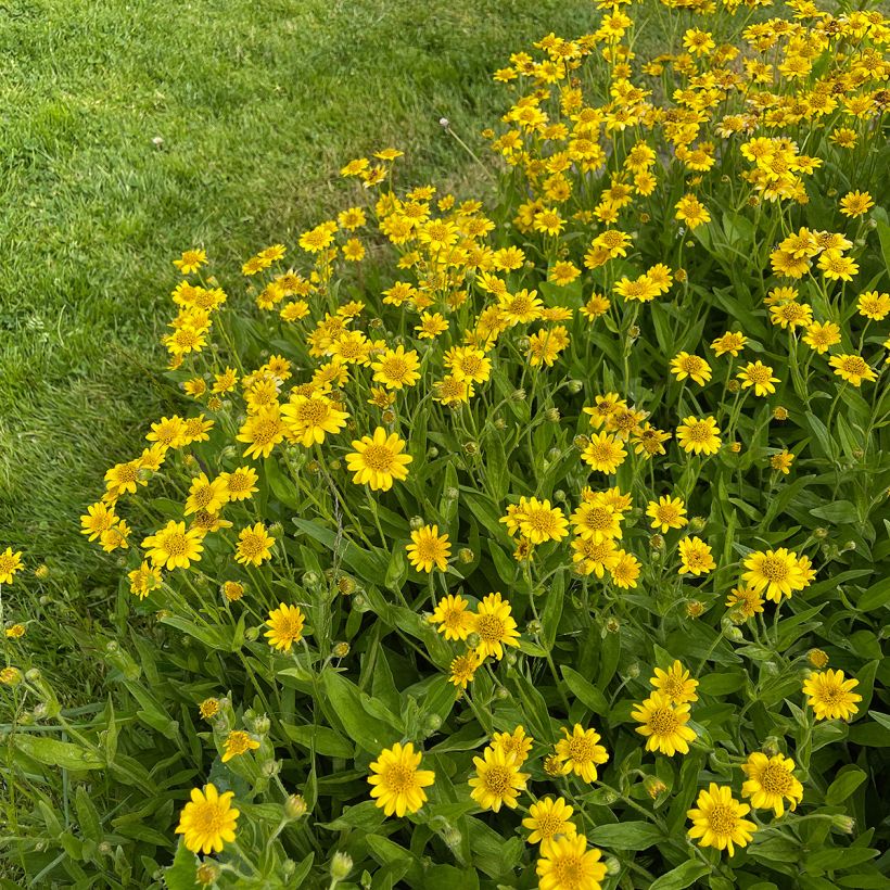 Arnica chamissonis (Hábito)
