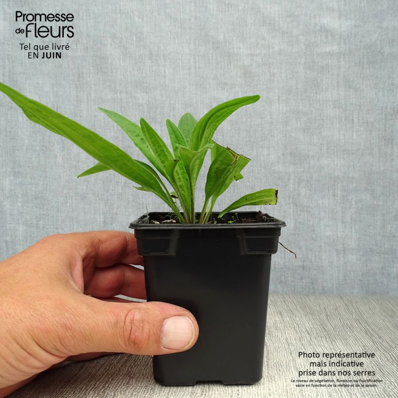 Amostra de Arnica Bio - Arnica montana Vaso de 7/8 cm tal como entregue no verão