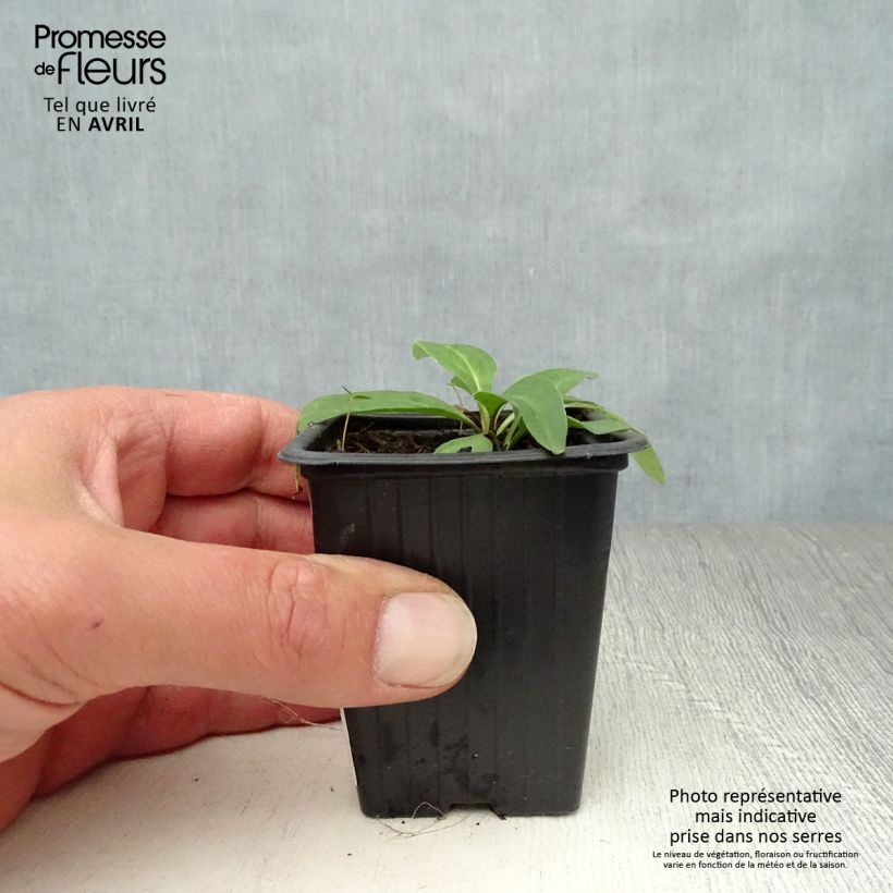 Amostra de Arnica Bio - Arnica montana Vaso de 7/8 cm tal como entregue na primavera