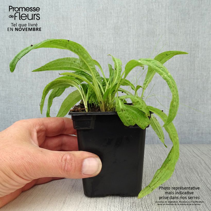 Amostra de Arnica Bio - Arnica montana Vaso de 7/8 cm tal como entregue no outono