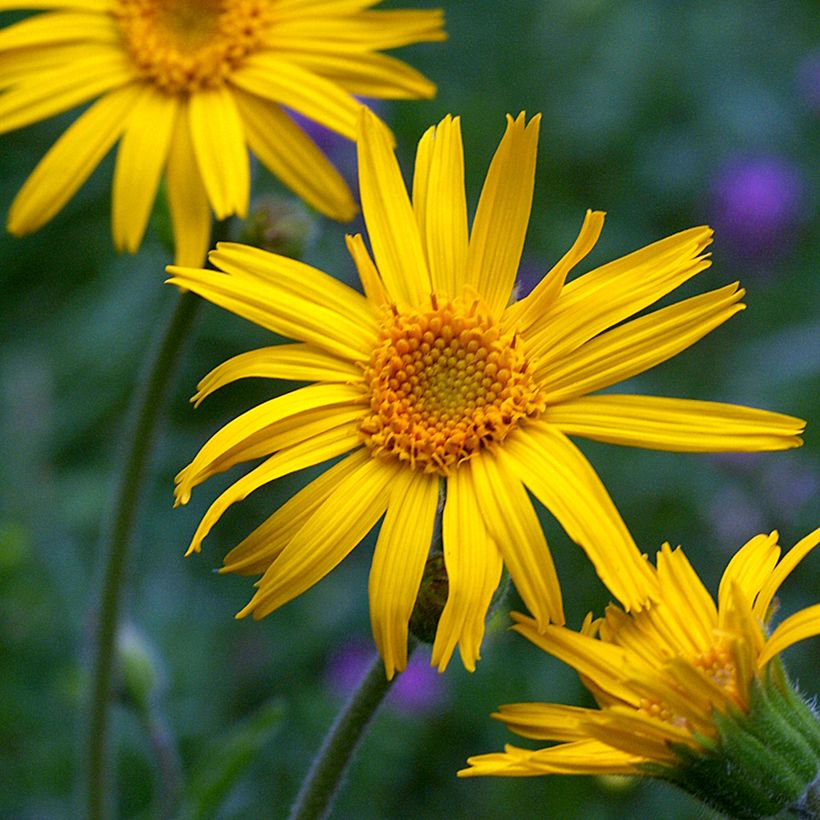 Arnica montana sementes - Tabaco-dos-saboianos (Floração)