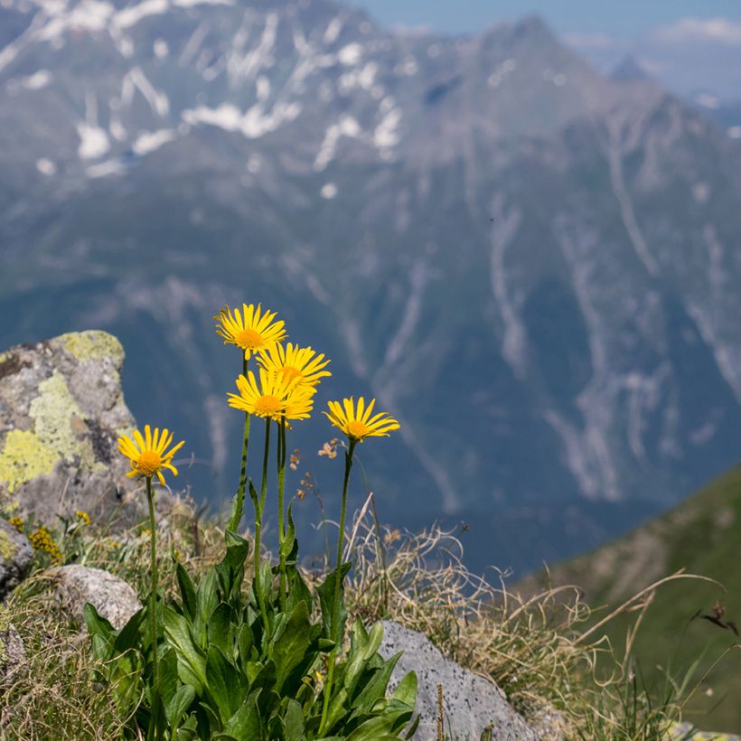 Arnica montana sementes - Tabaco-dos-saboianos (Hábito)
