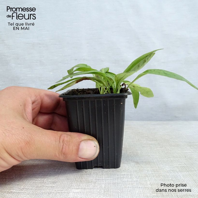 Amostra de Arnica - Arnica montana Vaso de 8/9 cm tal como entregue na primavera