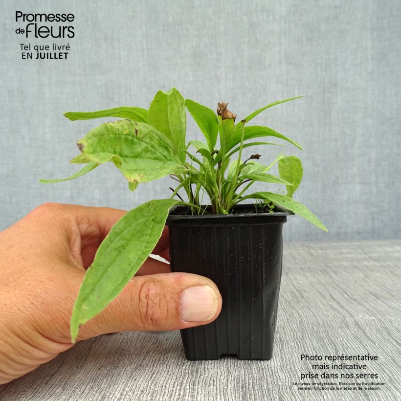 Amostra de Arnica - Arnica montana Vaso de 8/9 cm tal como entregue no verão