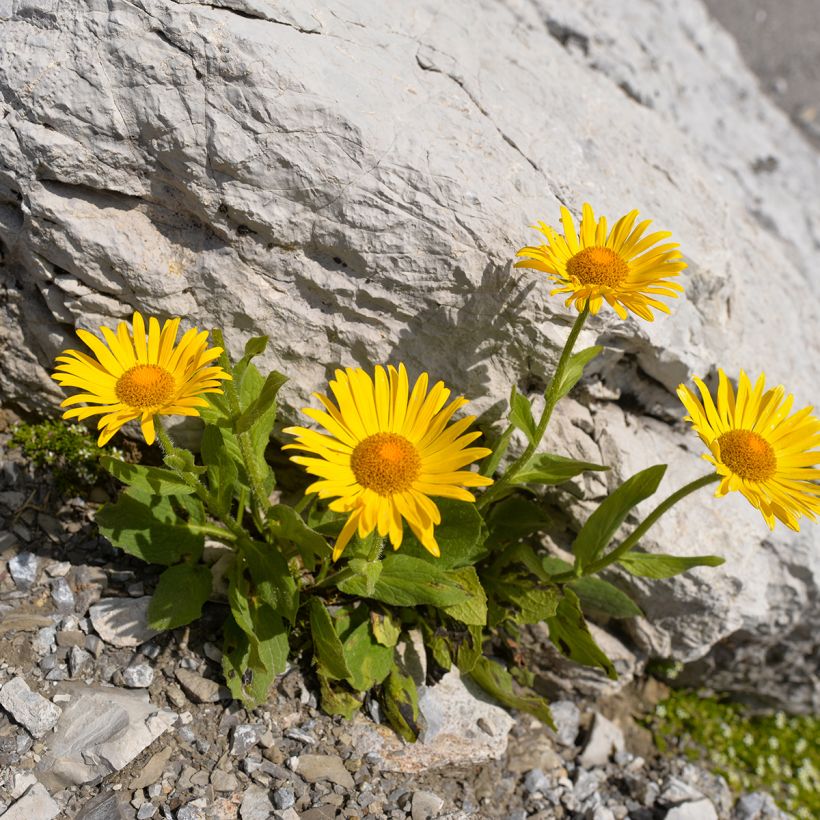 Arnica - Arnica montana (Hábito)