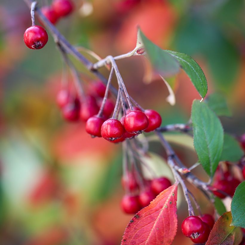 Aronia arbutifolia Brilliant (Colheita)