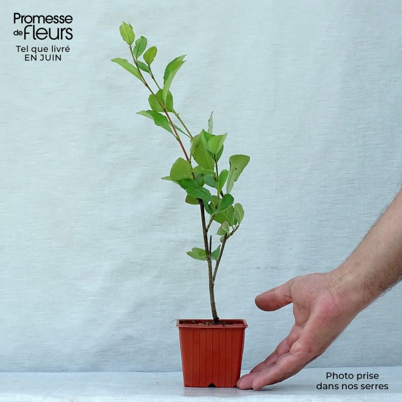 Amostra de Aronia arbutifolia Brilliant Vaso de 8/9 cm tal como entregue no verão