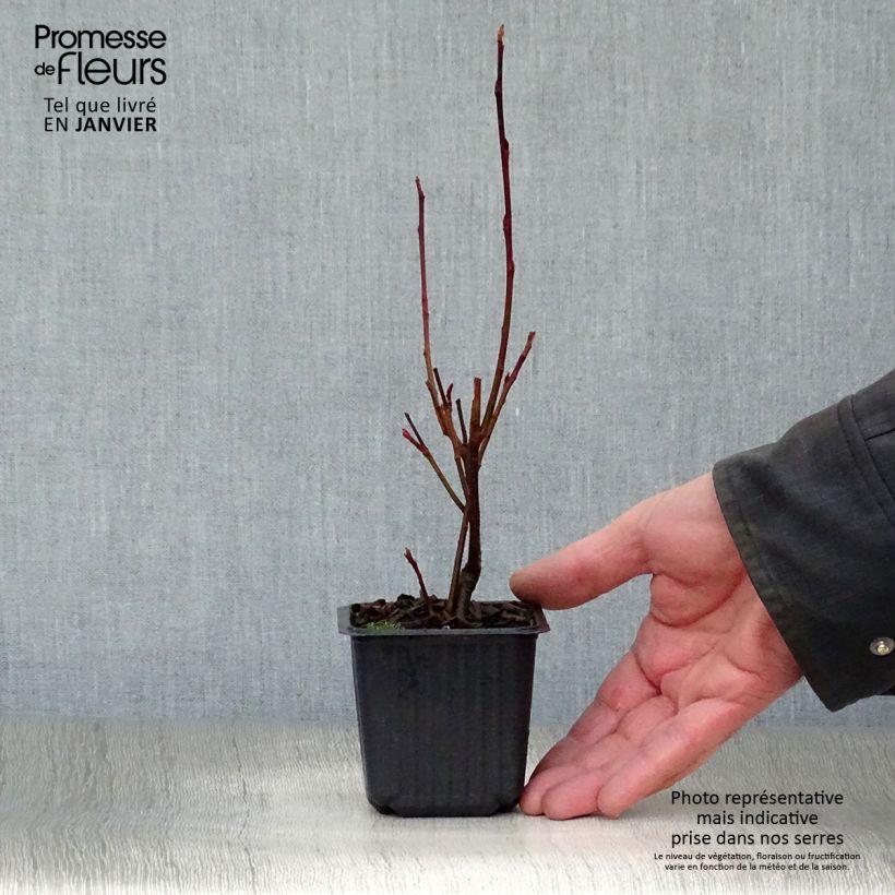 Amostra de Aronia arbutifolia Brilliant Vaso de 8/9 cm tal como entregue no inverno