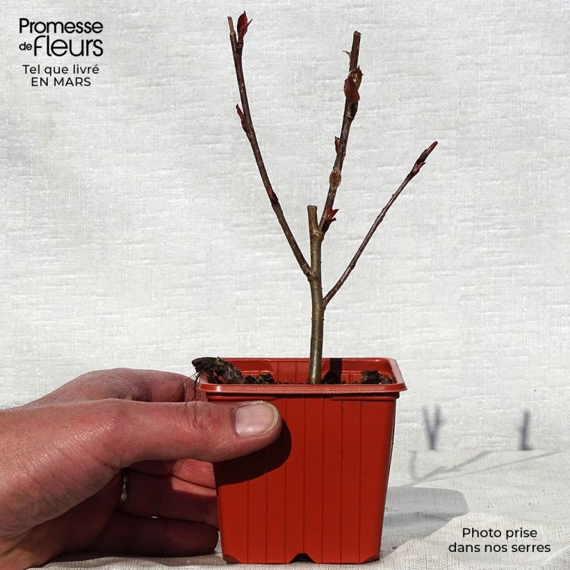 Amostra de Aronia arbutifolia Brilliant Vaso de 8/9 cm tal como entregue na primavera