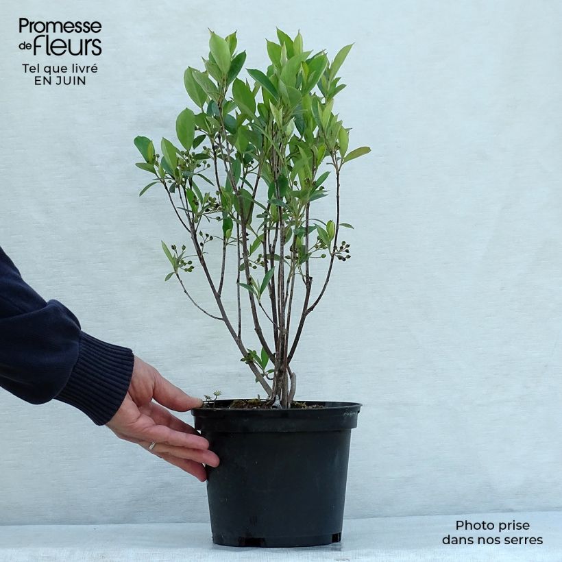 Amostra de Aronia arbutifolia Brilliant Vaso de 2 L/3 L tal como entregue no verão