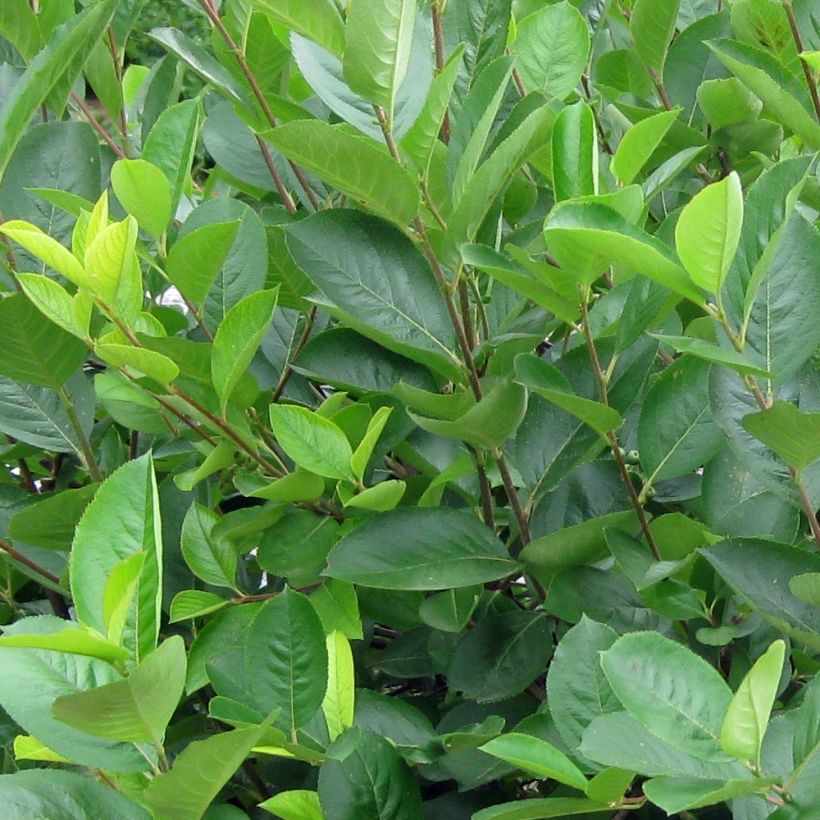 Aronia melanocarpa (Folhagem)