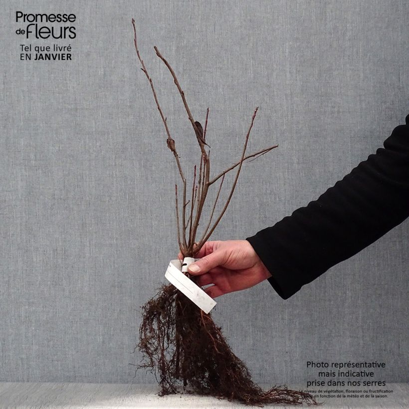 Amostra de Aronia melanocarpa Raízes nuas tal como entregue no inverno