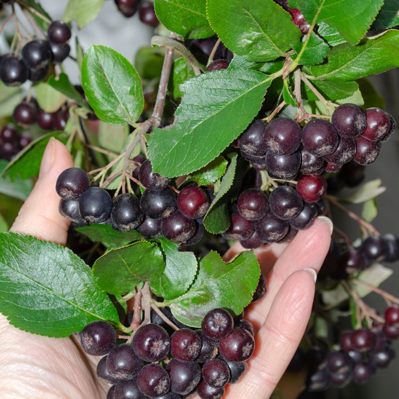 Aronia melanocarpa (Colheita)
