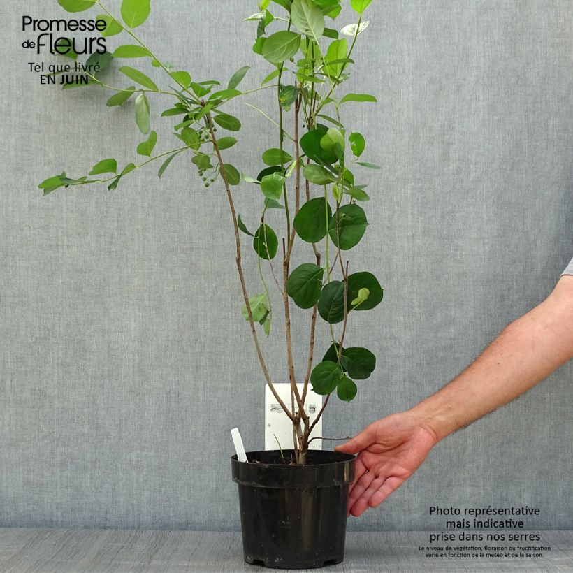 Amostra de Aronia melanocarpa Autumn Magic Vaso de 2 L/3 L tal como entregue no verão