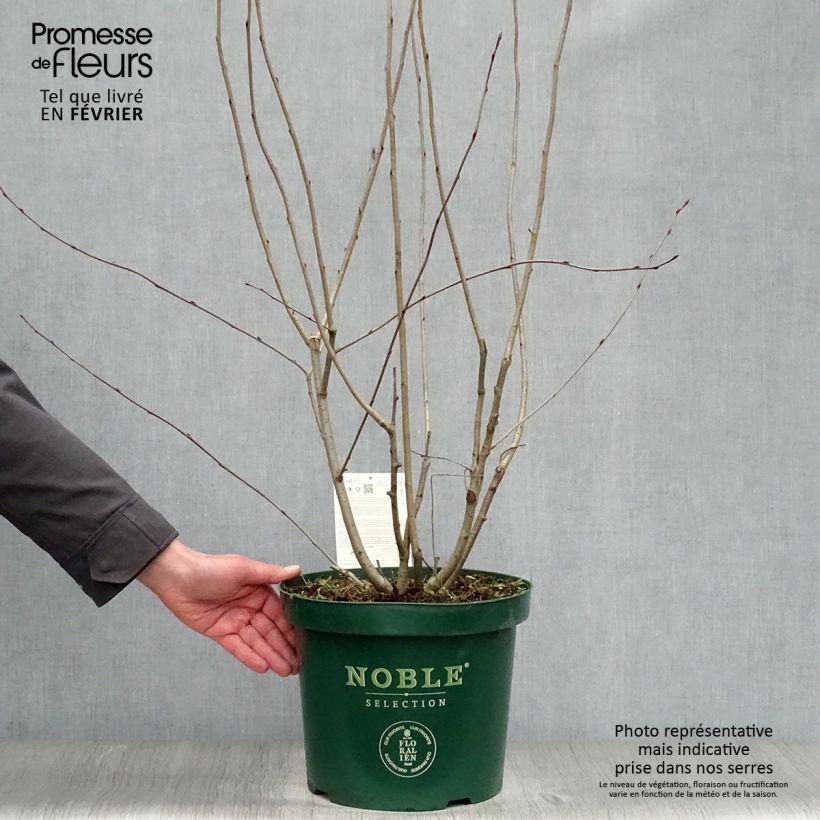 Amostra de Aronia melanocarpa Autumn Magic Vaso de 7,5 L/10 L tal como entregue no inverno