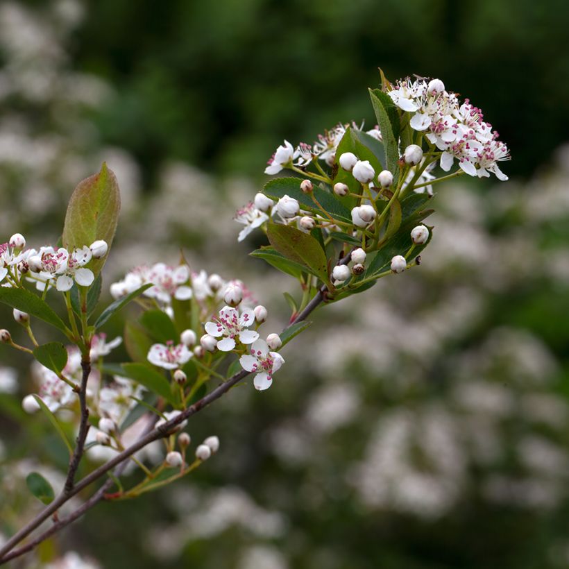 Aronia melanocarpa Hugin (Floração)