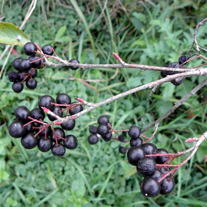 Aronia melanocarpa Professor Ed (Colheita)