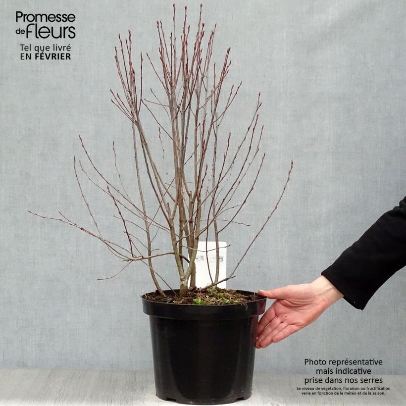 Amostra de Aronia melanocarpa Professor Ed - Aronie à fruits noirs Vaso de 7,5 L/10 L tal como entregue no inverno