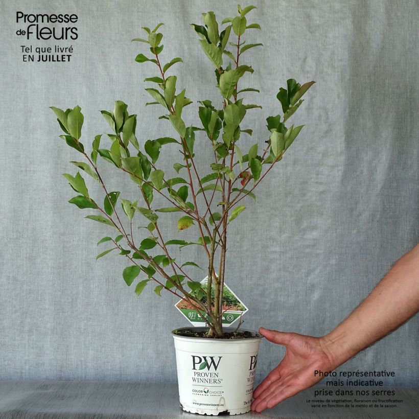 Amostra de Aronia melanocarpa Revontuli Hedger Vaso de 3 L/4 L tal como entregue no verão