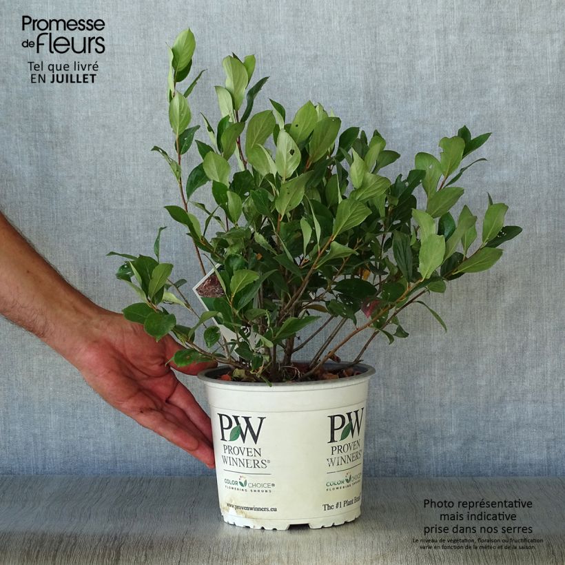 Amostra de Aronia melanocarpa Revontuli Mound Vaso de 3 L/4 L tal como entregue no verão