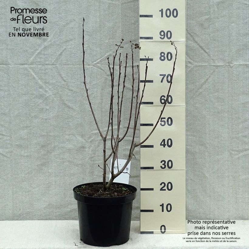 Amostra de Aronia prunifolia Aron Vaso de 7,5 L/10 L tal como entregue no outono