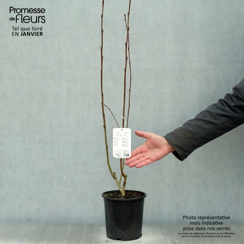 Amostra de Aronia prunifolia Nero - Aronie à gros fruits. Vaso de 1,5 L/2 L tal como entregue no inverno