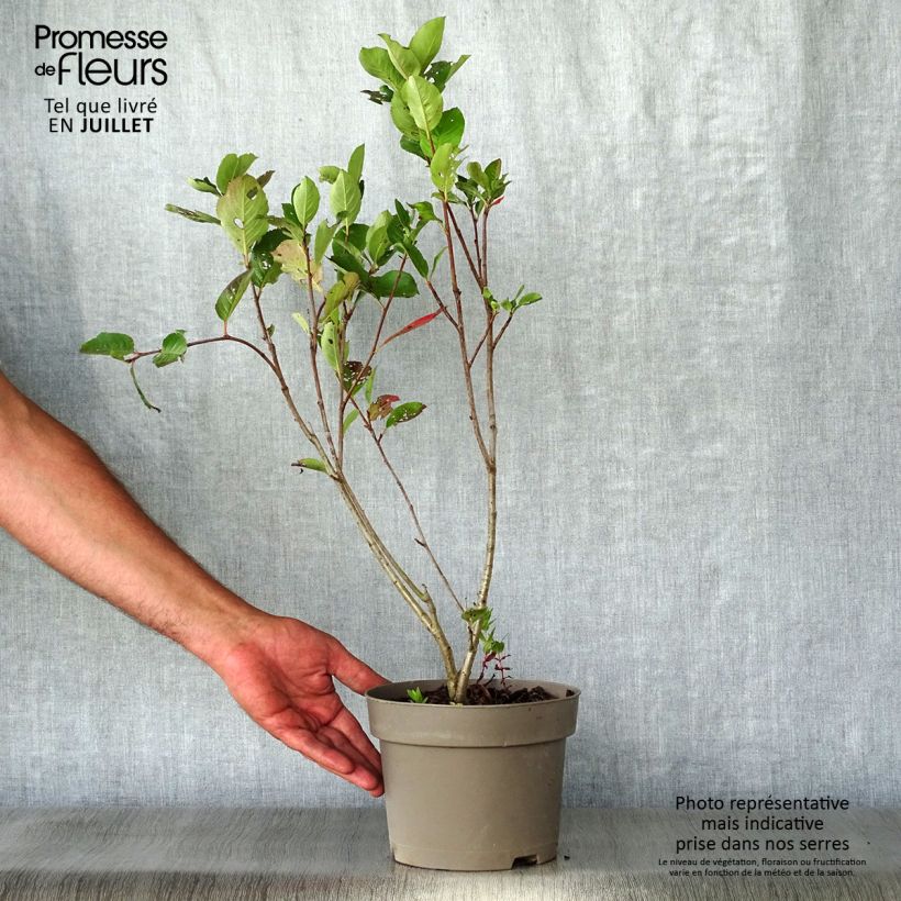 Amostra de Aronia prunifolia Nero - Arónia de frutos grandes Vaso de 1,5 L/2 L tal como entregue no verão