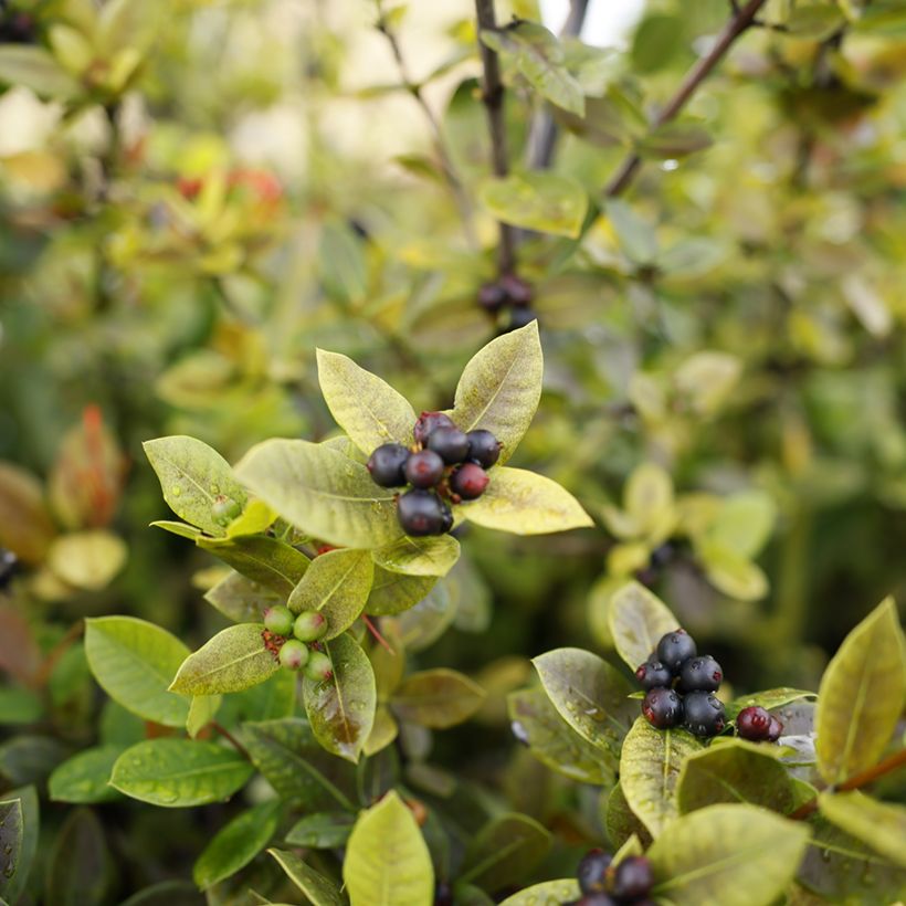 Aronia prunifolia Viking (Colheita)