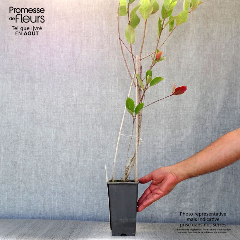 Amostra de Aronia prunifolia Viking Vaso de 1,5 L/2 L tal como entregue no verão