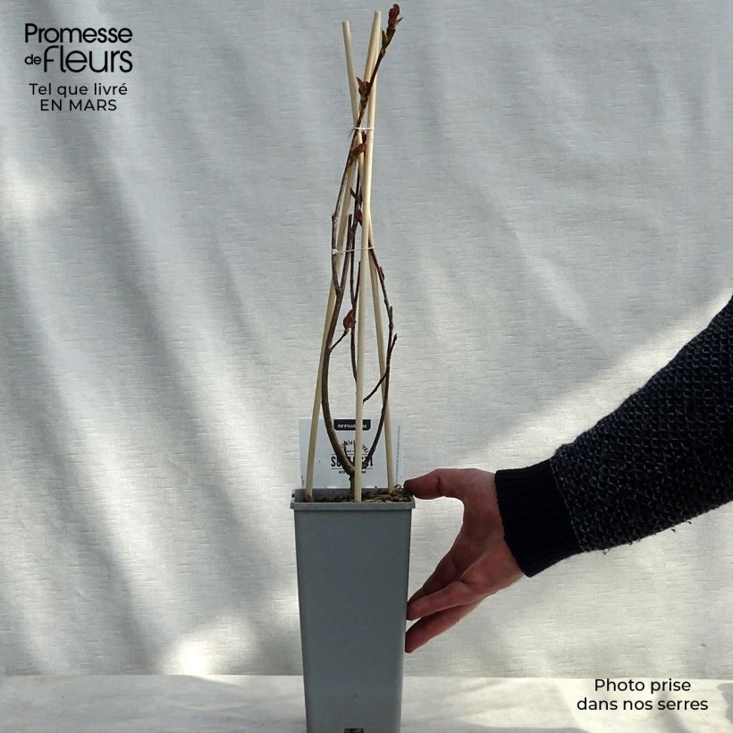 Amostra de Aronia prunifolia Viking Vaso de 1,5 L/2 L tal como entregue no inverno