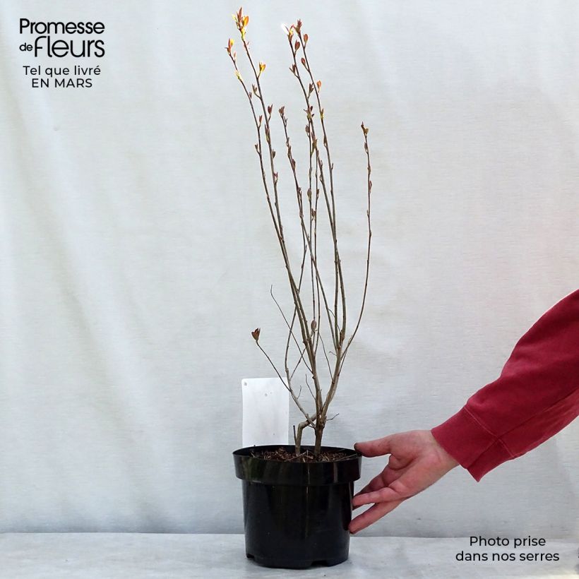 Amostra de Aronia melanocarpa Hugin Vaso de 2 L/3 L tal como entregue no inverno