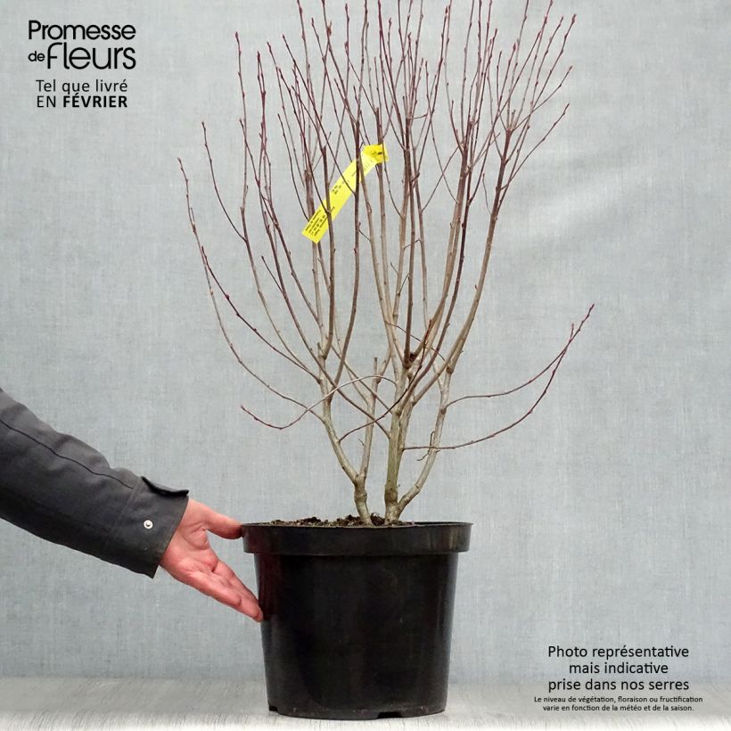 Amostra de Aronia melanocarpa Hugin Vaso de 7,5 L/10 L tal como entregue no inverno