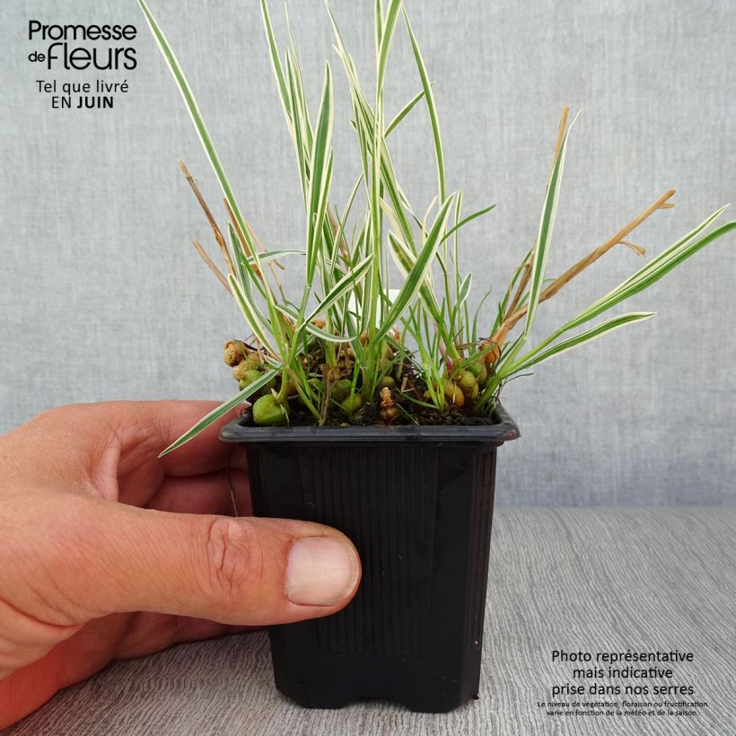 Amostra de Arrhenatherum bulbosum Variegatum Vaso de 8/9 cm tal como entregue no verão