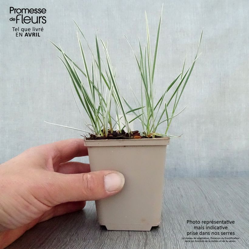 Amostra de Arrhenatherum bulbosum Variegatum Vaso de 8/9 cm tal como entregue na primavera