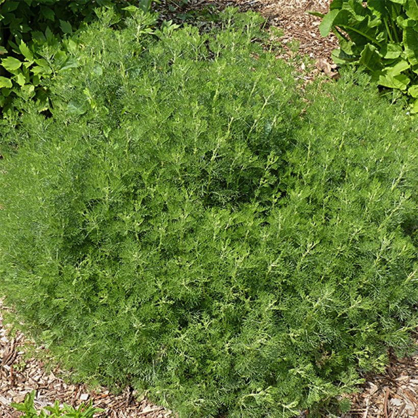 Artemisia abrotanum (Hábito)
