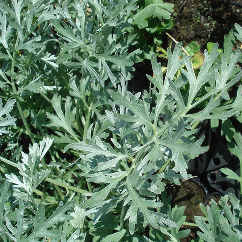 Artemisia absinthium Lambrook Silver (Folhagem)