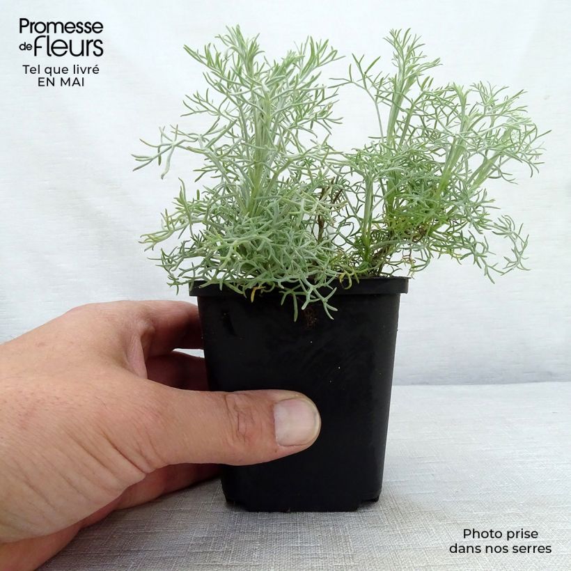 Amostra de Artemisia alba Canescens Vaso de 8/9 cm tal como entregue na primavera