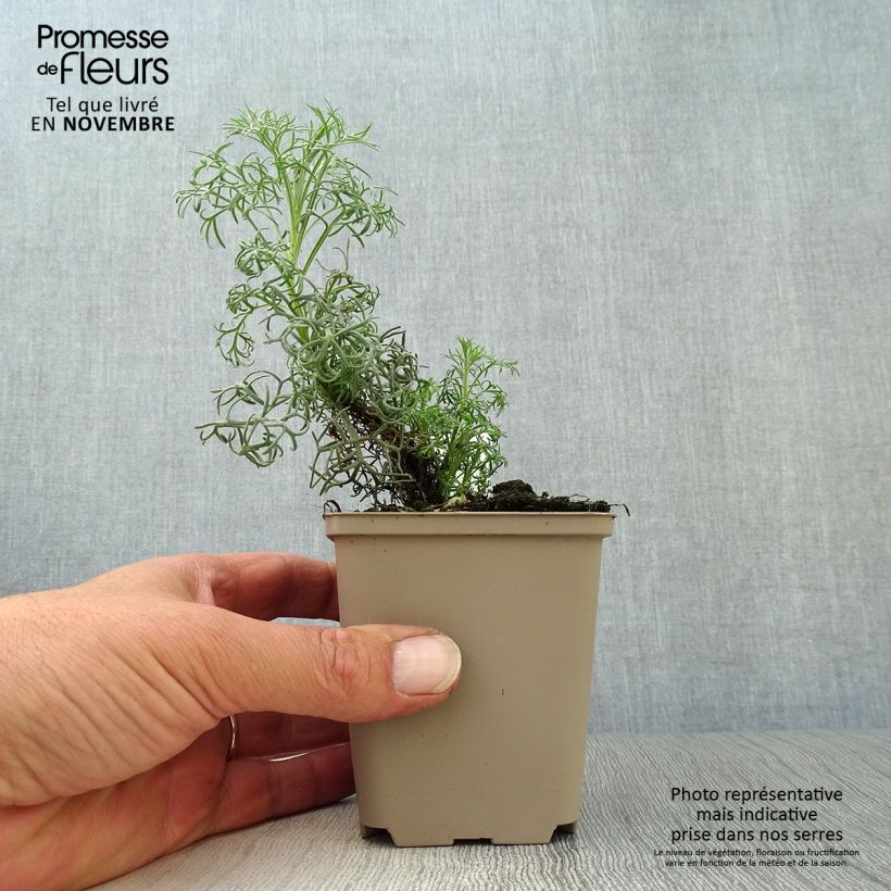 Amostra de Artemisia alba Canescens Vaso de 8/9 cm tal como entregue no outono