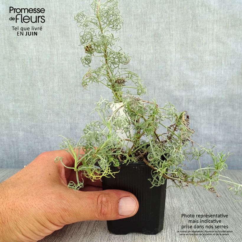 Amostra de Artemisia alba Canescens Vaso de 8/9 cm tal como entregue no verão