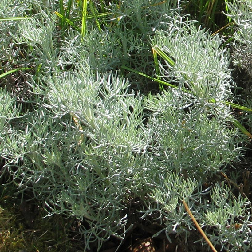 Artemisia alba Canescens (Folhagem)