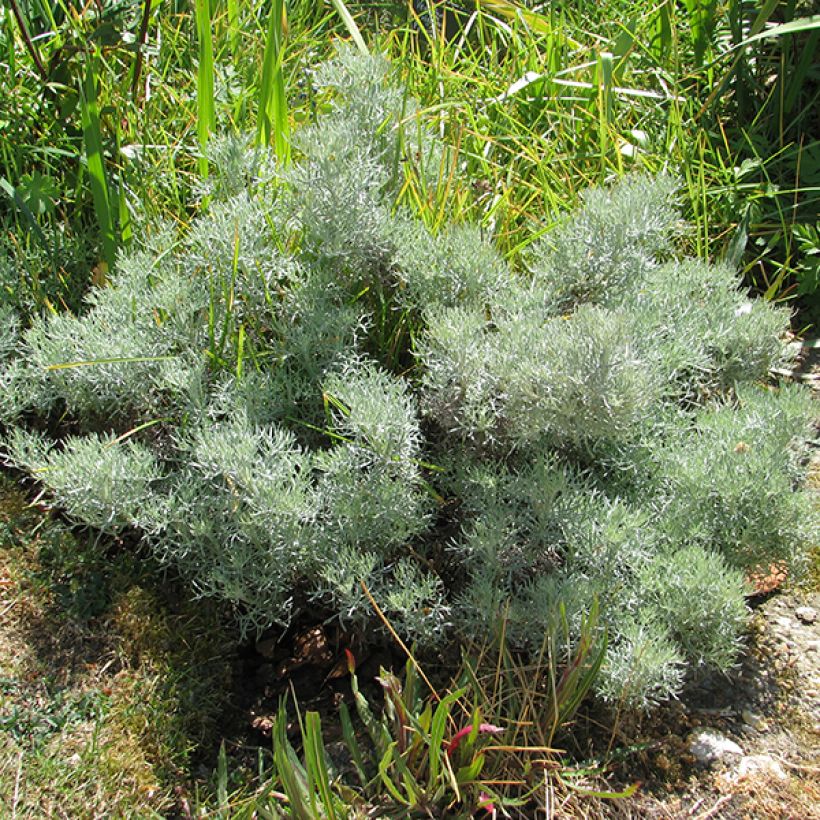 Artemisia alba Canescens (Hábito)