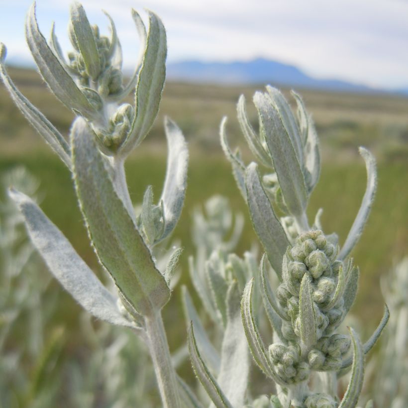 Artemisia ludoviciana subsp. latiloba Latiloba (Folhagem)