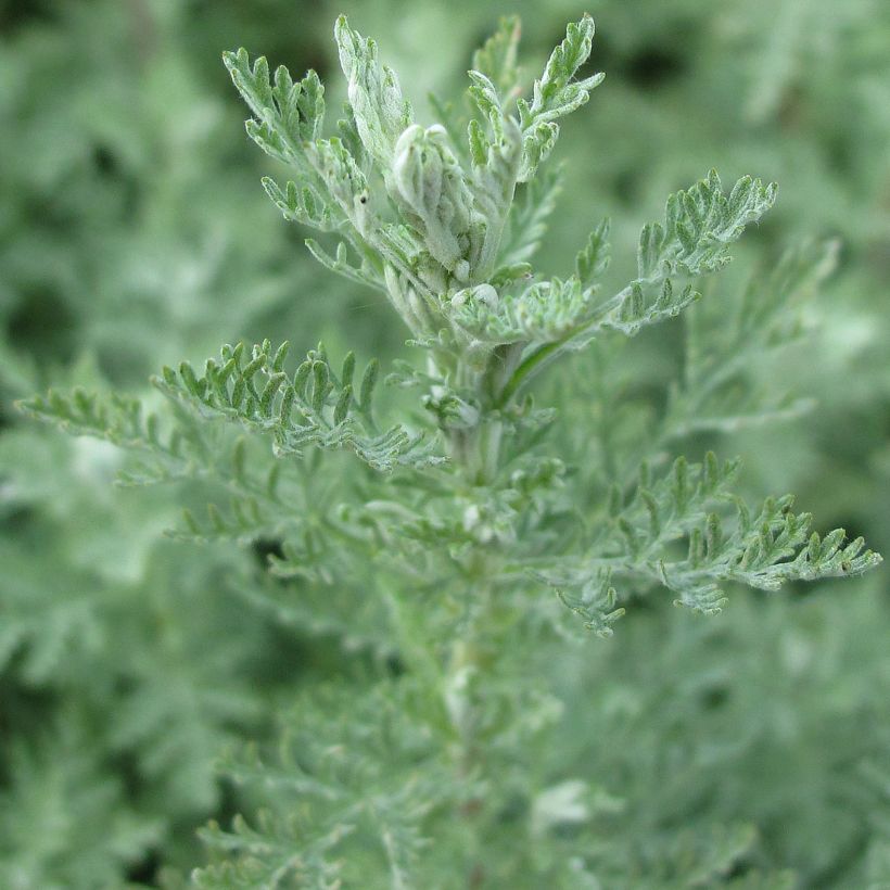 Artemisia pontica (Folhagem)