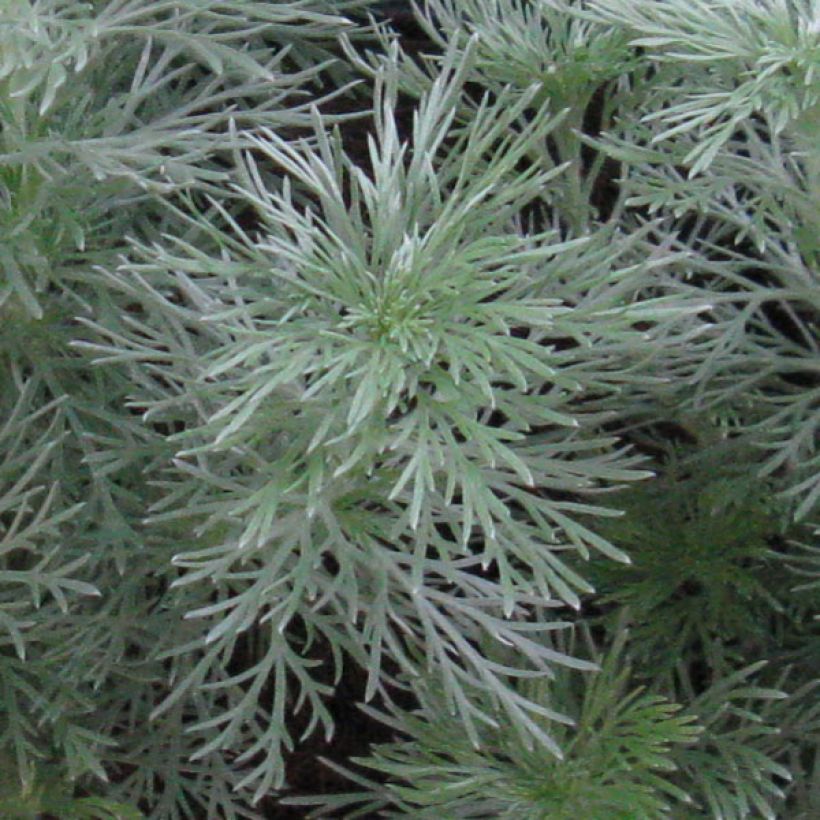 Artemisia schmidtiana Nana (Folhagem)