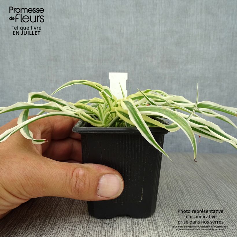 Amostra de Arthropodium candidum Little Lilia Vaso de 8/9 cm tal como entregue no verão