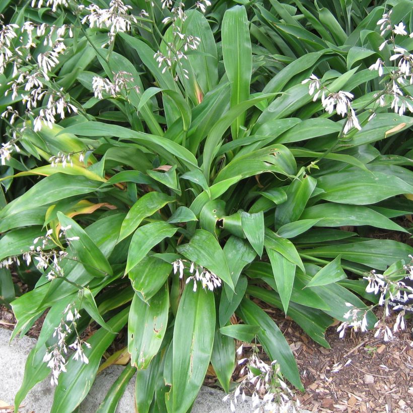 Arthropodium cirrhatum (Folhagem)