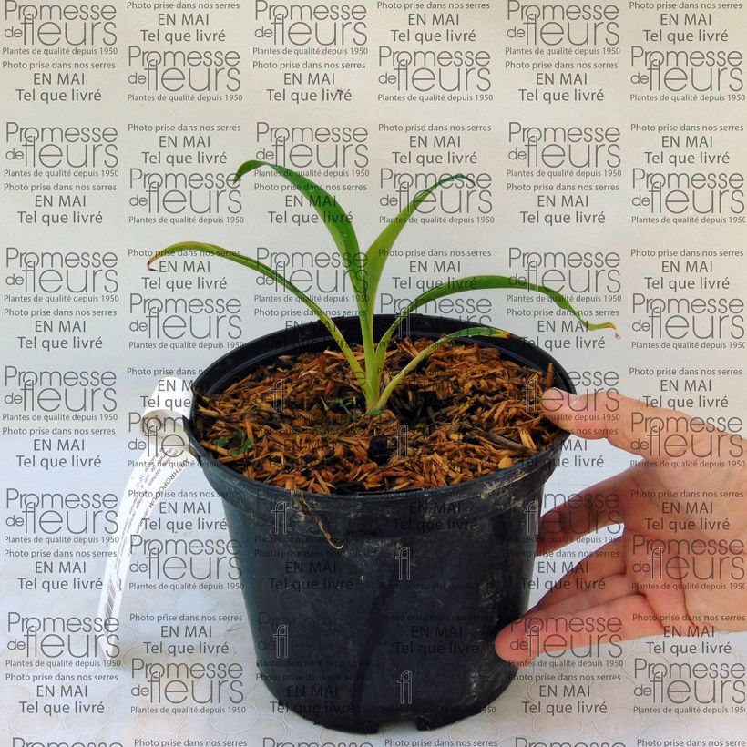 Exemplo de amostra de Arthropodium cirrhatum Vaso de 2 L/3 L tal como entregue