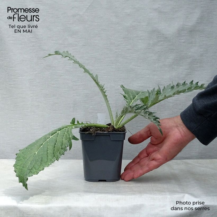 Amostra de Alcachofra Verde grande de Laon - Cynara scolymus Vaso de 7/8 cm tal como entregue na primavera