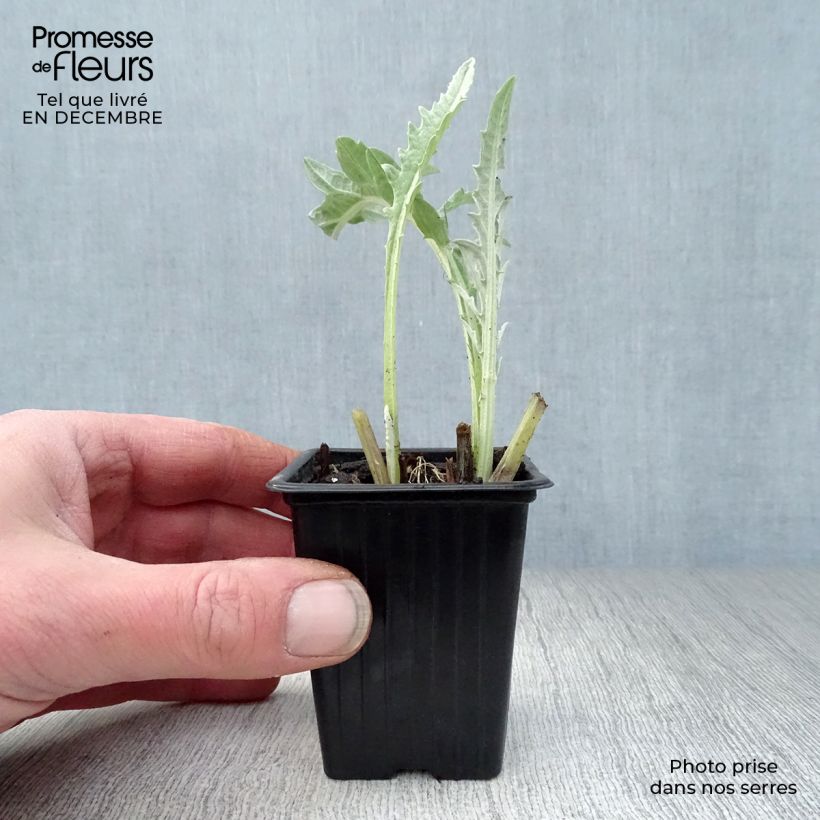 Amostra de Artichaut Gros Vert de Laon - Cynara scolymus Vaso de 7/8 cm tal como entregue no inverno